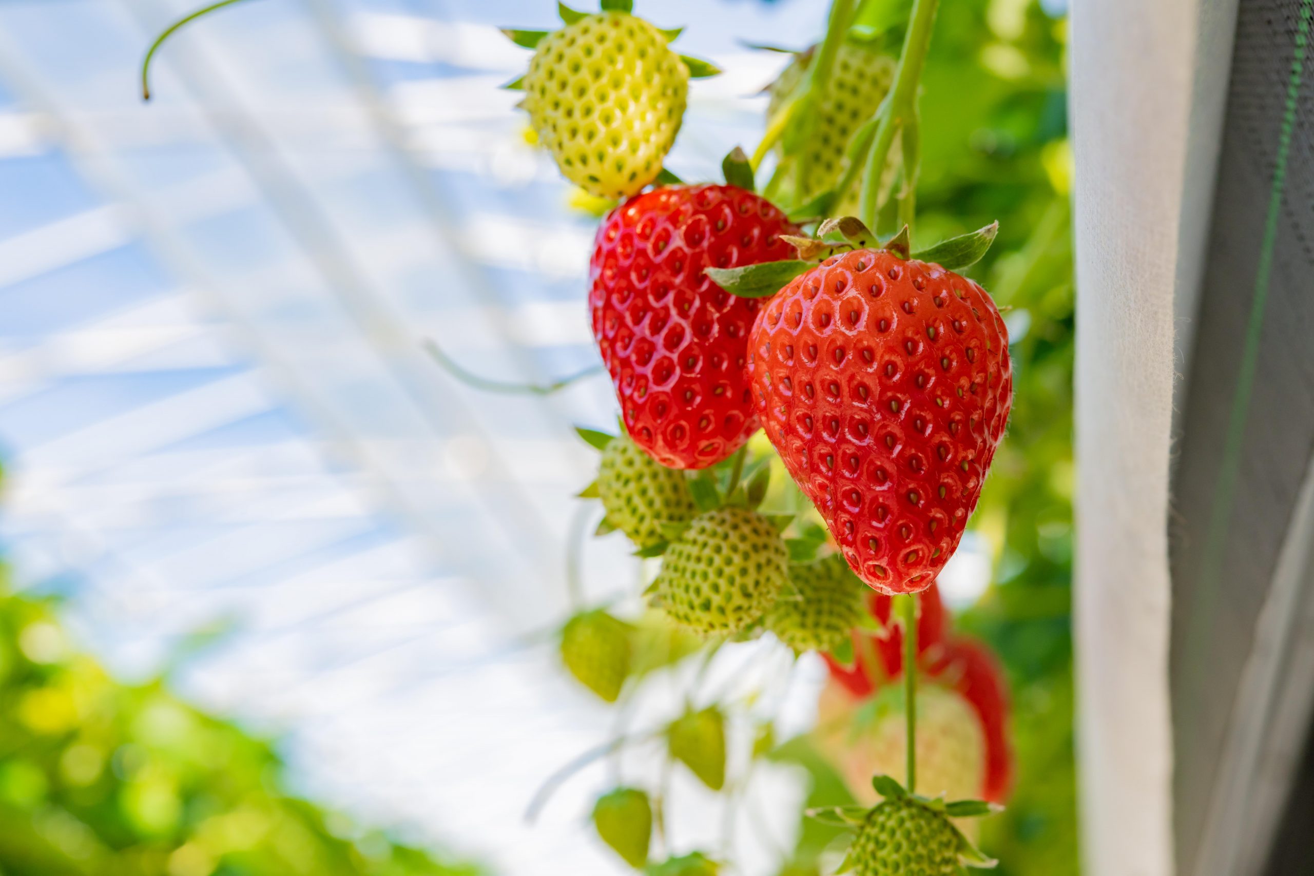 
Indoor strawberry cultivation